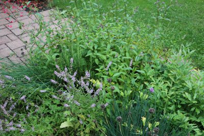 Die eigenen Kräuter im Garten werden für Tees oder Brühe verwendet.