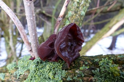 Das Judasohr ist ein ganz klassischer Winterpilz.