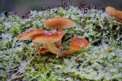 Den Gemeinen Samtfußrübling kann man schon im Januar im Erzgebirge finden.