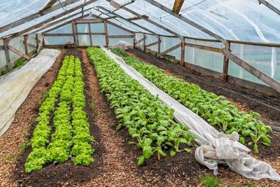 In den Gewächshäusern gedeiht auch Pak Choi. Das ist eine aus Asien stammende Kohlsorte. 