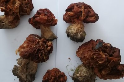Die Frühjahrslorchel ist hochgiftig und kann mit Spitz-und Speisemorcheln verwechselt werden.