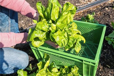Kunden bzw. Ernteteiler wie es korrekterweise heißt, erhalten wöchentlich eine solche Kiste mit saisonalen Produkten. 