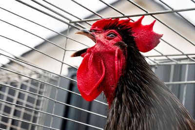 Ein Hähnewettkrähen findet am Sonntag in Hohndorf anlässlich des 33. Dorffestes statt.