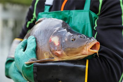 Der große Mühlteich in Oberlauterbach wird am Mittwoch abgefischt. Dann gibt es dort auch Karpfen.