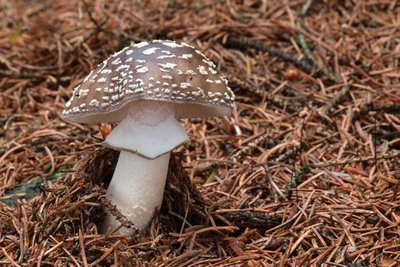 Der Grau Wulstling ist ein essbarer Lamellenpilz. Er kann leicht mit dem extrem giftigen Pantherpilz verwechselt werden.
