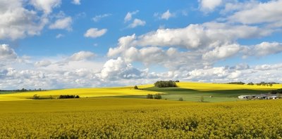 Rapsfelder in der Nähe von Helbigsdorf. Der Bauernverband verweist darauf, dass das Betreten landwirtschaftlich genutzter Flächen zwischen Aussaat oder Bestellung und Ernte verboten ist.