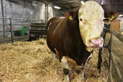 Bulle Manni sorgt bald wieder für Nachwuchs in der Mutterkuhherde.