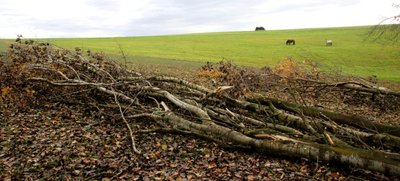 An einem Waldrand in der Nähe von Lengenfeld hat der Sturm gleich mehrere Bäume auf ein Weizenfeld der Marienhöher Milchproduktion geworfen. 