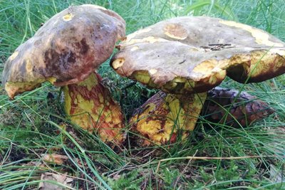 Der Hexenröhrling wächst vor allem im August und September.