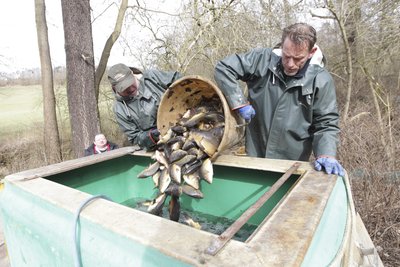 Das Problem mit dem Mönch gab es schon 2018: Manfred Oehm (links) und Thomas Müller setzten die geretteten Fische gestern in große Wasserbehältnisse um. Die Karpfen sollen in die Schönberger Teiche gebracht werden.