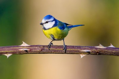 In Zwönitz kann man am Samstag Vogelstimmen lausen. Im Bild eine Blaumeise (Cyanistes caeruleus).