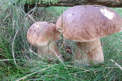 Der Steinpilz ist ein guter Einsteigerpilz für unterfahrene Pilzsammler.