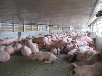 Ein Transporter mit knapp 1400 Ferkeln hatte weder Trennwände für Buchten noch Einstreu und verstieß damit gegen das Tierschutzgesetz.
