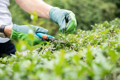 Teil des Ärgers war eine Hecke, über die Splitt geworfen wurde.