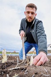 Jede Spargelstange muss per Hand gestochen werden. Auch deswegen ist das edle Gemüse so teuer. 