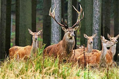 Rothirsche auf einer Waldlichtung. Im Erzgebirge kocht ein alter Streit ums Rotwild wieder hoch. 