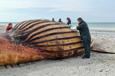 Experten bei der Obduktion des Buckelwals am Strand der Insel Anholt.