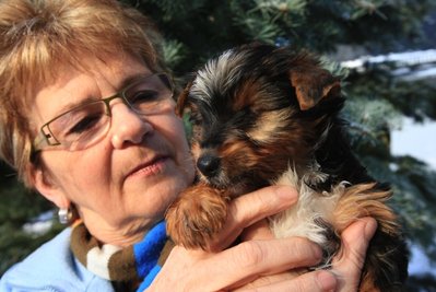 Dieser Yorkshire Terrier war im Frühjahr des vergangenen Jahres mit etwa 12 Wochen im Fundtierzwinger des Tierheimes Kandelhof abgelegt worden. Tierheimchefin Karin Oettmeier kümmerte sich um das Tier, das nicht sehen konnte.  