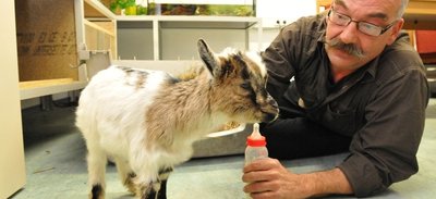 Ziegenbock Günther und Tierparkchef Peter Heinrich