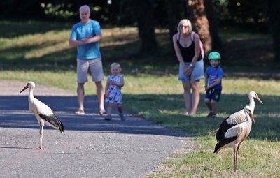 Diese drei jungen Störche sind auf der Esse am Glauchauer Gründelpark geschlüpft und spazieren aktuell zur Freude von Parkbesuchern umher, ehe sie sich auf den Weg in den Süden machen.