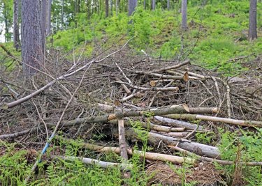 Noch sind Reste von Totholz im Waldgebiet abgelagert. Bald soll frisches Grün dominieren.