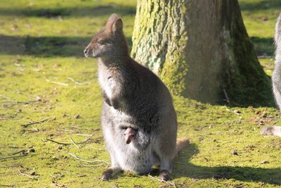 Vor allem, wenn die Sonne scheint, lugt das Jungtier aus dem Beutel der Bennettkänguru-Mutter.