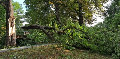 Das kurze, aber heftige Unwetter war selbst innerhalb der Stadt lokal begrenzt. Als diese Kastanie fiel, schleuderte der herunterstürzende Ast auch Melanie Pensold mit zu Boden. Sie kam mit Prellungen davon.