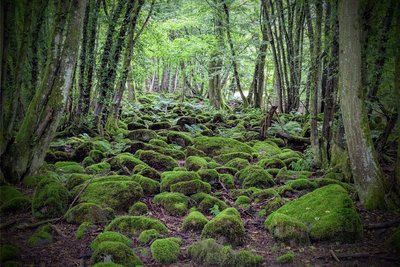 Märchenwald: Entlang des Pfades der Flussgeschichte präsentiert sich der Odenwald wie verzaubert.