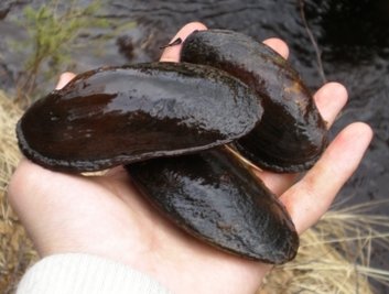Die Flussperlmuschel umgibt eingedrungene Fremdkörper mit Perlmutt. Perlen-Wachstumszeit: rund sieben Jahre.