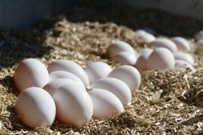 Am Rößler-Hof in Burkhardtsdorf könnten weiße Eier knapp werden.