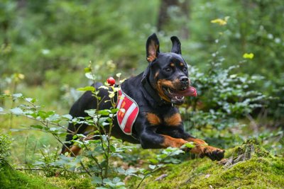 Die Hundestaffel trainiert regelmäßig in den Wäldern des Vogtlands.
