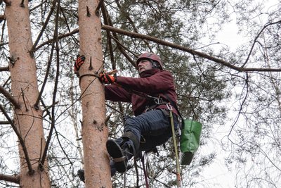 Vergangene Woche stiegen Mitarbeiter des Mitteldeutschen Forstsaatguts Oberharz zur Zapfenernte auf die Bäume.