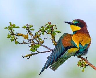 Bienenfresser spreizt sein Gefieder