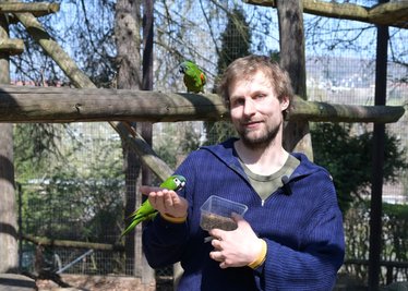 Zootierpfleger Peter Hömke bei den Zwergara, die jetzt zusätzlich täglich Sprech-Unterricht bekommen. 