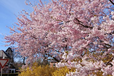 Mandelblüte in Rempesgrün.