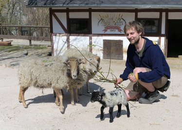 Pünktlich zu Ostern haben im Auer Zoo der Minis Osterlämmer das Licht der Welt erblickt - im Bild Zootierpfleger Peter Hömke. 