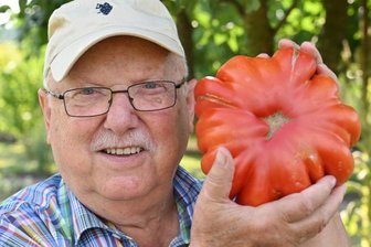 Wolfgang Köhler erntete diese Riesentomate in seinem Garten. 