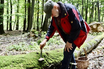 An einem umgekippten Baumstamm hat Wolfgang Friese einen Zunderschwamm, einen sogenannten Vitalpilz, entdeckt.
