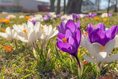  Die Krokusse an der Wiese zwischen Feuerwehrplatz und Schloss-Arena stehen in voller Blüte. Ein Bürger habe 2019 dort in Eigenregie rund 2000 Krokuszwiebeln gesteckt, teilt der kommunale Pressesprecher Hagen Hartwig mit. 