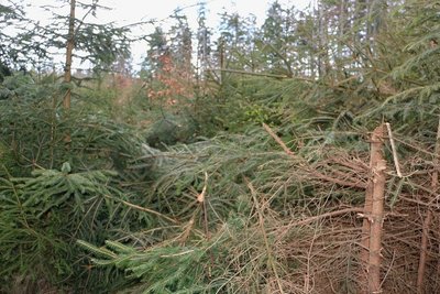 Kein Durchkommen mehr im Wald bei Rodau. Überall liegt das Gestrüpp gefällter Bäume, noch junge Fichten wurden nicht bodennah abgeschnitten. 