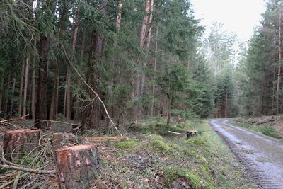 Rechts und links des Weges wurden Bäume gefällt.
