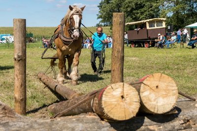 Ebenfalls an den Start ging Lokalmatador und Mitorganisator Bernd Schaarschmidt mit seinem zweiten Pferd Max, einem 13-jährigen Rheinisch-Deutschem Wallach (rechtes Foto). 