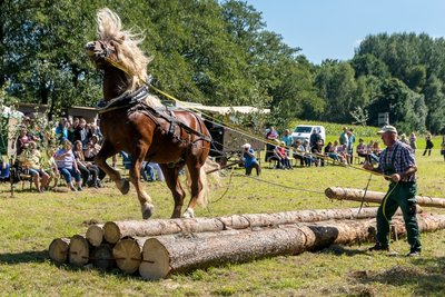 Ihr Können bewiesen auch Matthias Buchmann aus Braunschwende in Sachsen-Anhalt und sein Schwarzwälder Kaltbluthengst Wälderprinz beim sogenannten Aufpoldern (linkes Foto).