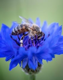 Kornblumen und andere locken Bienen an. 