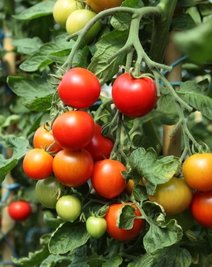 In Schwarzbach sollen etwa Tomaten gedeihen. 