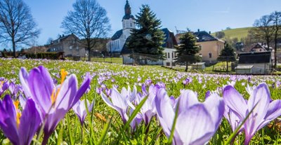 Die Krokusblüte in Drebach in einem der Vorjahre. Heuer dämpft die Gemeinde die Erwartungen. Stand Donnerstag waren abhängig vom Standort rund 60 Prozent der Krokusse aufgeblüht. 