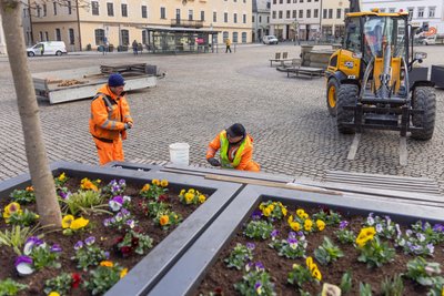 Frühlingshaft sieht es auch schon auf dem Annaberger Markt auf. Hier sind diese Woche die Blumeninseln aufgebaut worden.
