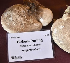 Gezeigt wurde auch der Birkenporling. Er ist ungenießbar, ihm wird aber eine Heilwirkung nachgesagt.