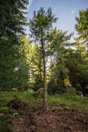 Urweltmammutbaum im Augustusburger Arboretum