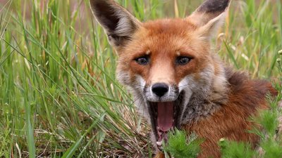 Schön anzusehen, aber für manchen Geflügelzüchter ein Problem: ein Rotfuchs am Hofgraben in Gersdorf.